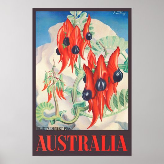 Poster Sturt Desert Pea Australie voyage vintage (Devant)