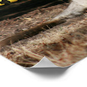 Poster Style australien Kangaroos de Noël (Coin)