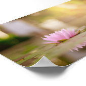 Poster Style Lotus Flower Paysage, Zen (Coin)