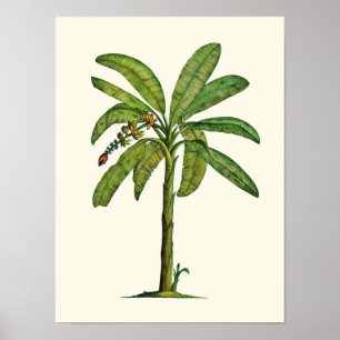 Poster Stylet banane et encre