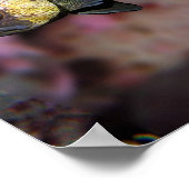 Poster Stylo de mer orange avec Quillback Rocfish Fine Ar (Coin)