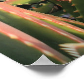 Poster succulent (Coin)