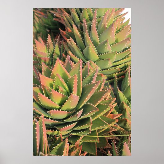 Poster succulent (Devant)