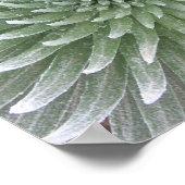 Poster Succulent de Cactus hawaïens (Coin)