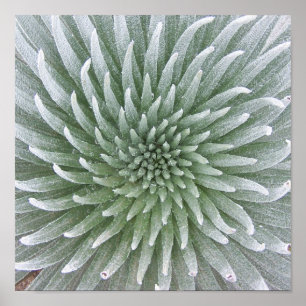 Poster Succulent de Cactus hawaïens