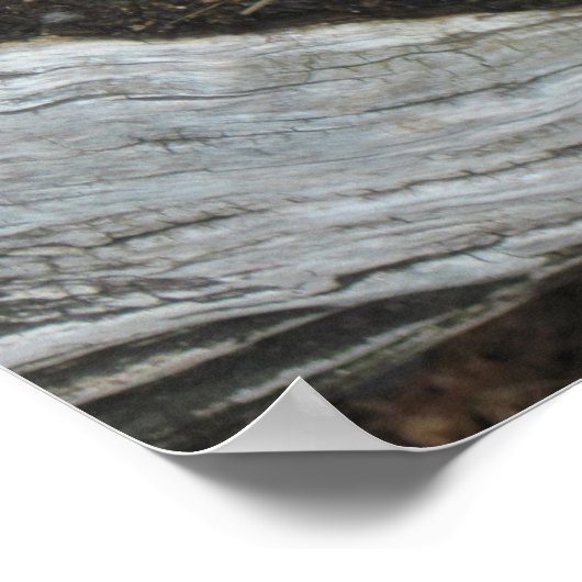 Poster Succulent Echeveria (Coin)