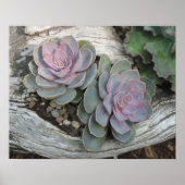 Poster Succulent Echeveria (Devant)