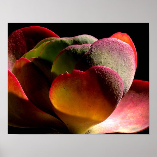 Poster Succulent Plante du désert (Devant)