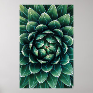 Poster Succulent vert et blanc