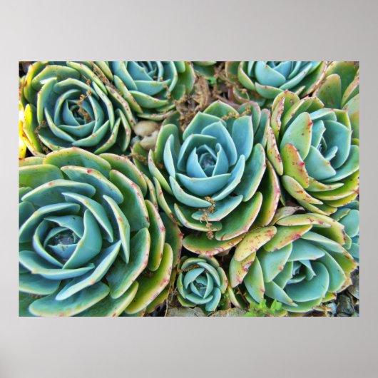 Poster Succulents (Devant)