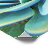 Poster Succulents (Coin)