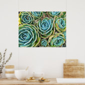 Poster Succulents (Cuisine)