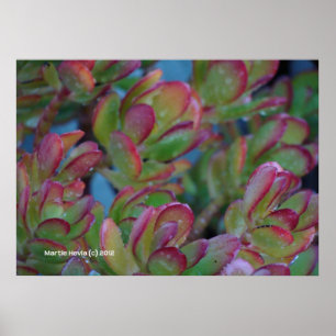 Poster Succulents