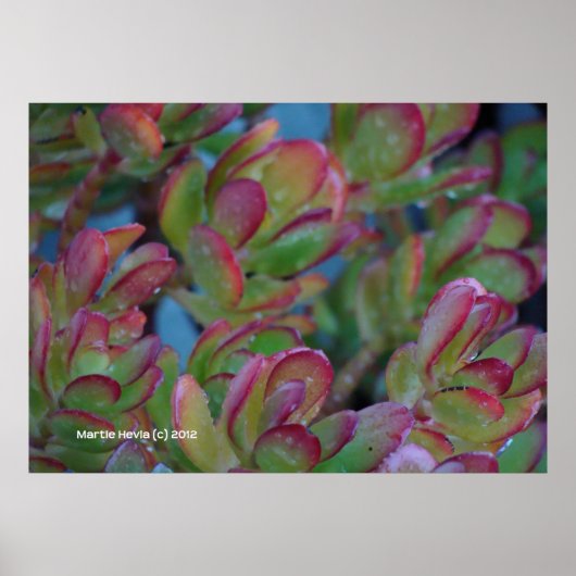Poster Succulents (Devant)