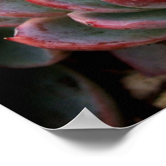 Poster Succulents (Coin)