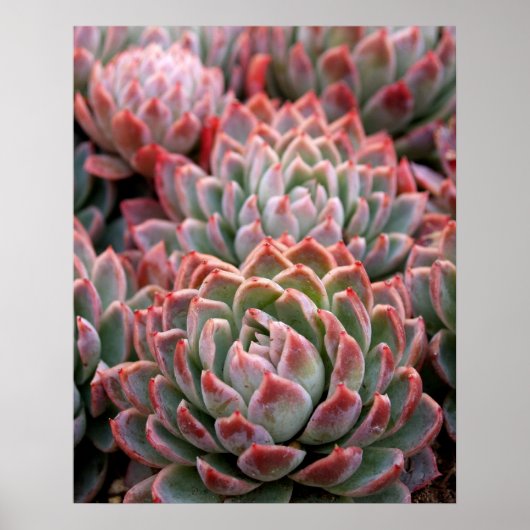 Poster Succulents (Devant)