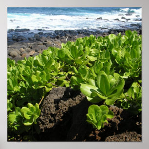 Poster Succulents 1 de Kauai