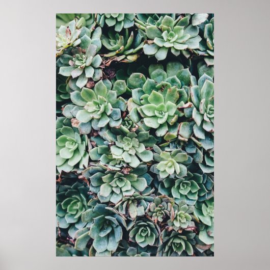 Poster Succulents 2 (Devant)