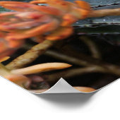 Poster Succulents bleu et orange (Coin)