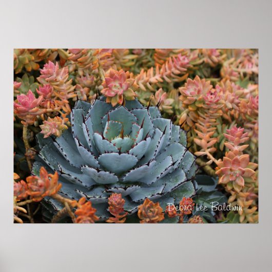 Poster Succulents bleu et orange (Devant)