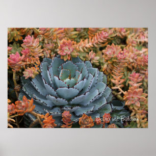 Poster Succulents bleus et oranges