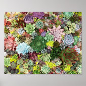 Poster Succulents colorés (Devant)