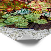 Poster Succulents dans le planteur (Coin)