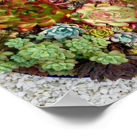 Poster Succulents dans le planteur (Coin)