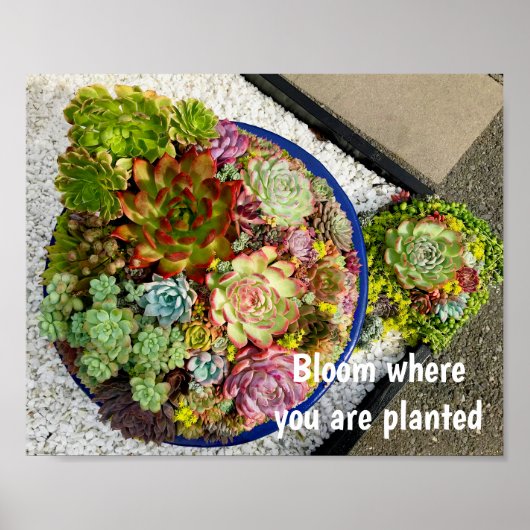 Poster Succulents dans le planteur (Devant)