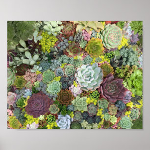 Poster Succulents de verdure