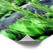 Poster Succulents floraux (Coin)