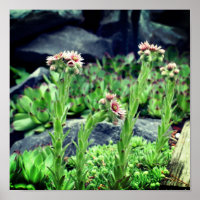 Succulents floraux
