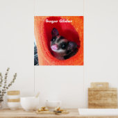 Poster Sugar Glider dans un lit orange suspendu (Cuisine)