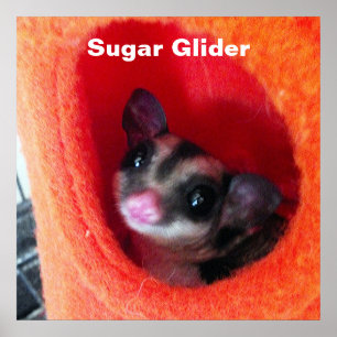 Poster Sugar Glider dans un lit orange suspendu