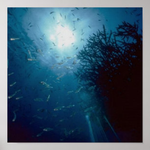 Poster Suivez La Lumière