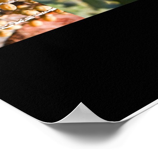 Poster Sukkot (Coin)