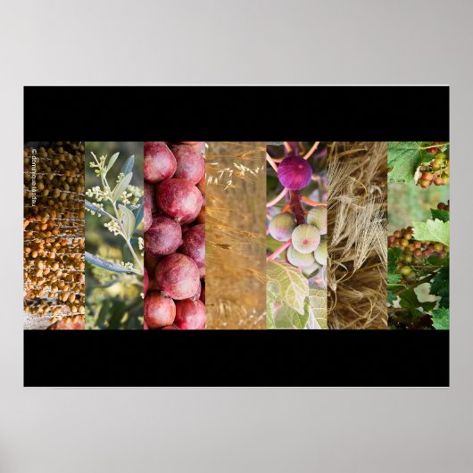 Poster Sukkot (Devant)