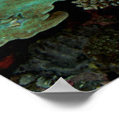 Poster Sulawesi | Tortue marine verte (Coin)