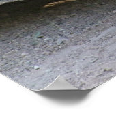 Poster Sulcata Tortoise (Coin)