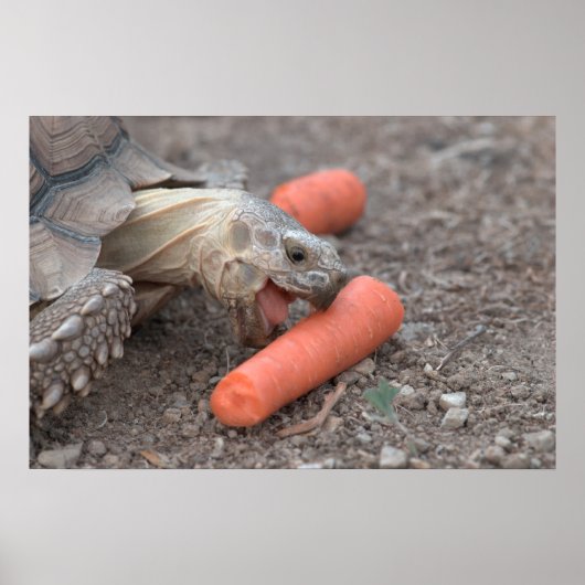 Poster Sulcata tortue mangeant de la carotte (Devant)