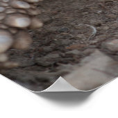 Poster Sulcata tortue mangeant de la carotte (Coin)