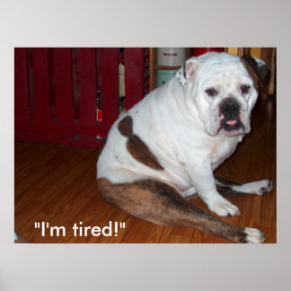 Poster - "Sullivan", le Bulldog anglais