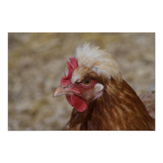 Poster Sulmtaler Hen (Devant)