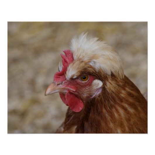 Poster Sulmtaler Hen (Devant)