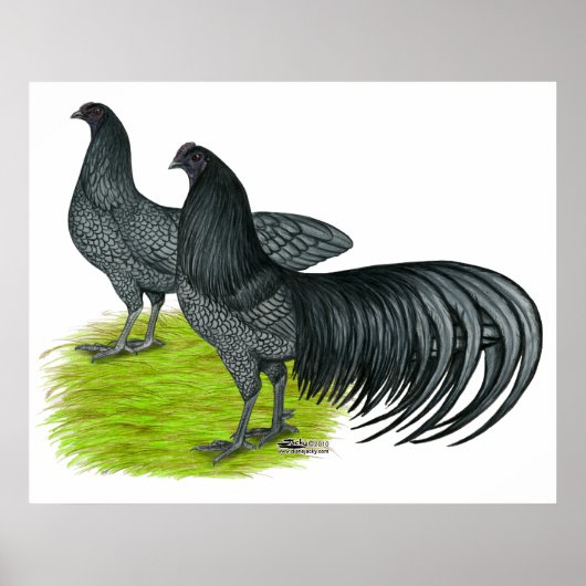 Poster Sumatra : Paire bleue (Devant)