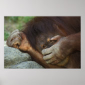 Poster Sumatran Orangutan, Pongo pygmaeus (Devant)