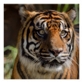 Poster Sumatran Tiger (Devant)