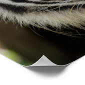 Poster Sumatran Tiger (Coin)