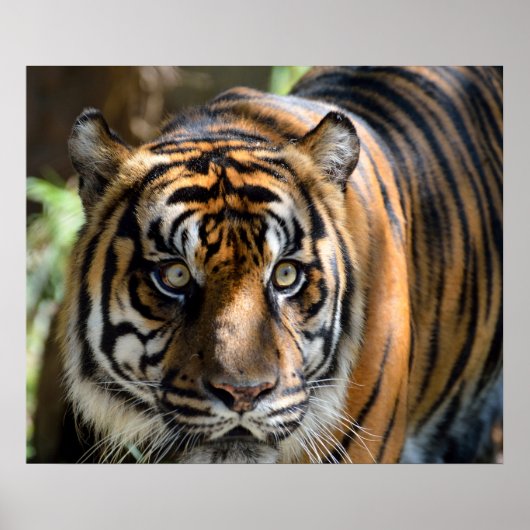 Poster Sumatran Tiger (Devant)