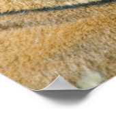 Poster Sumatran Tiger (Coin)